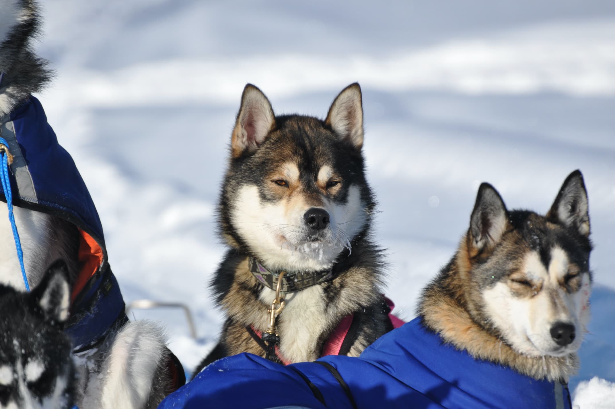 The Husky Yard — thirty Siberian Huskies at Lakita Lodge
