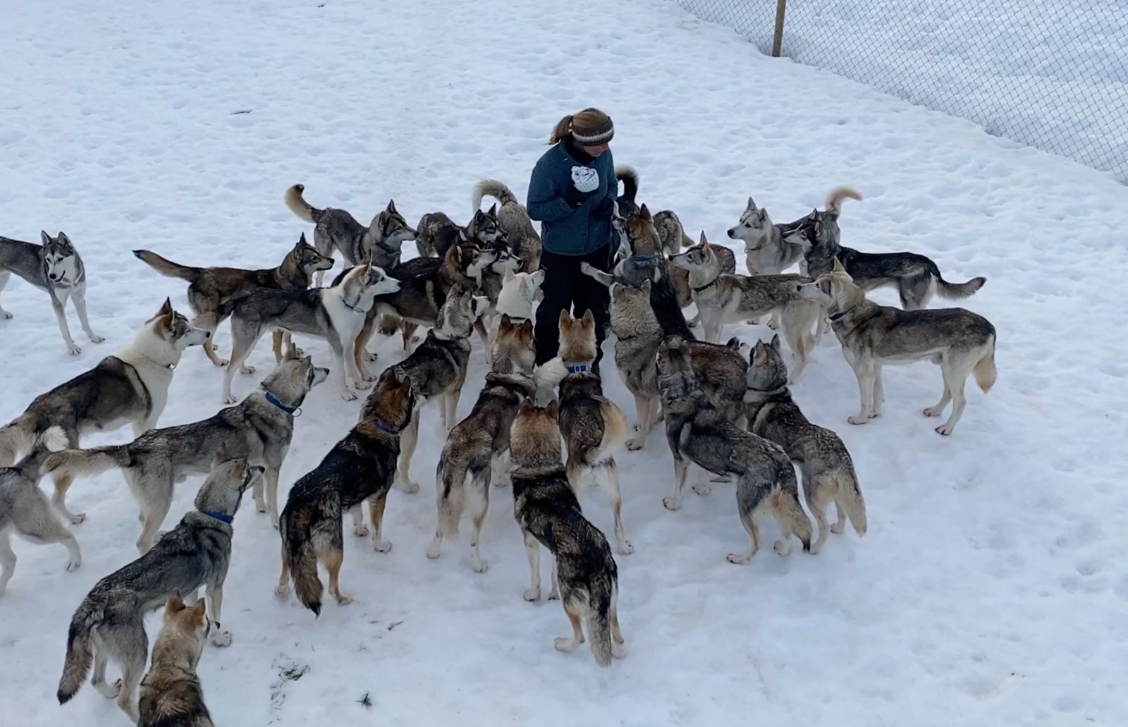 Husky hiking — cani-rando with Siberian Huskies in Swedish Lapland